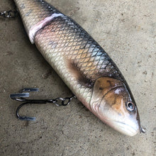 Load image into Gallery viewer, Squawfish