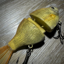 Load image into Gallery viewer, Golden Shiner