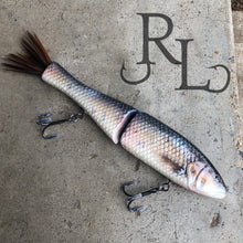 Load image into Gallery viewer, Squawfish