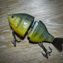 Load image into Gallery viewer, Bluegill