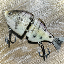 Load image into Gallery viewer, White Crappie
