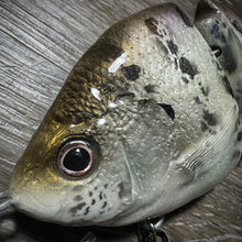 Load image into Gallery viewer, White Crappie
