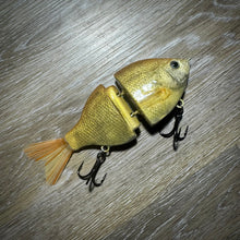 Load image into Gallery viewer, Golden Shiner
