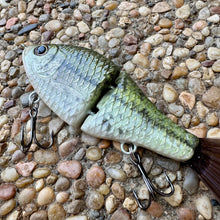 Load image into Gallery viewer, Baby Bass

