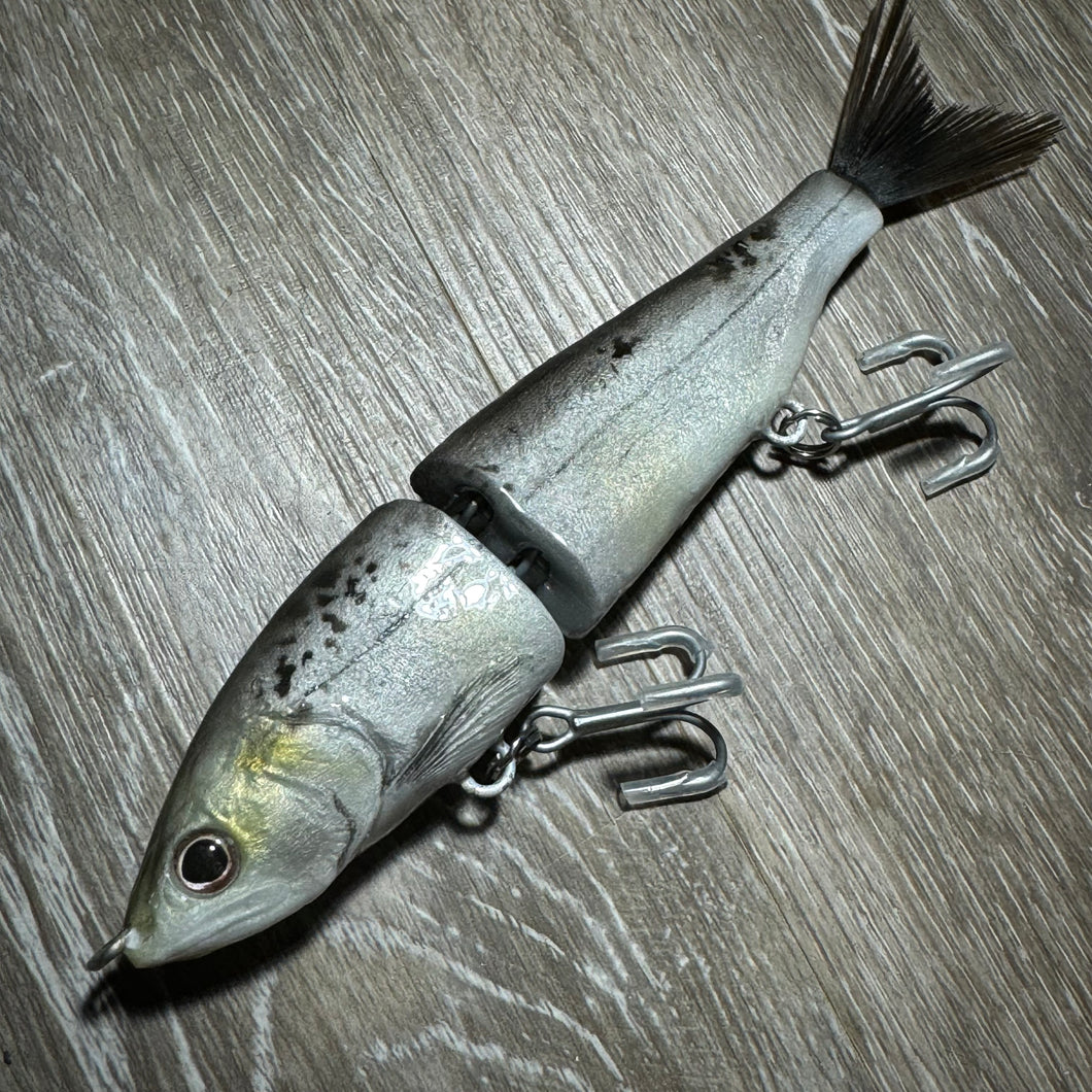 Sardine